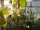 DSCN3903