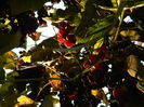 DSCN3912