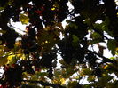 DSCN3913