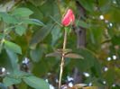 DSCN3922