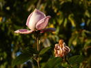 DSCN3933