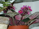 DSCN3954
