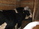 1,5 ani greutate 580kg