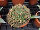 Ferocactus latispinus