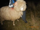 Picture 1306