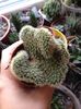 opuntia cristata