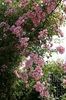 Kew Rambler (2)