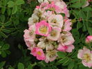 Kew Rambler (3)