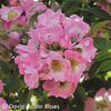 Kew Rambler