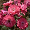 Noelline (2)