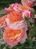 Rose de Gerberoy (1)