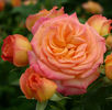 Gartenspass (2)