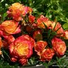 Gartenspass