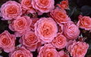 Pink Abundance