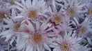 IMG_20151116_091007