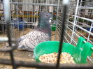 DSCF1695