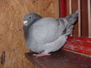 SN856378