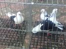 Vânduți (Contes Nic MH)