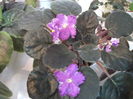 DSCF8191