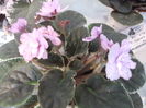DSCF8195