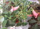 DSCF8203