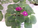 DSCF8208