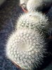 nr.23-rebutia muscula