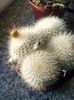 rebutia muscula