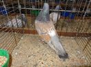 DSC05997