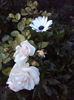 DSC08204