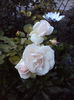DSC08206