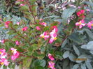 Begonia (2)