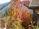 prunus Amanogawa si viburnum opulus roseum
