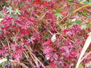 geranium striatum