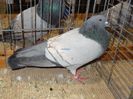 DSC06484