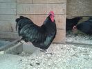 Australorp Negru Matca 2016