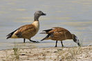 South African Shelduck