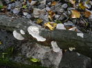 DSCN2251