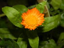 DSCN4024