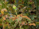DSCN4029
