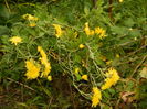 DSCN4031