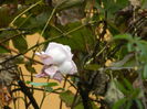 DSCN4032