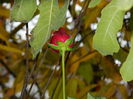 DSCN4036