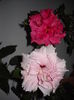 Classik pink_Classic Rosa