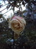 DSC08458