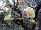 DSC08459