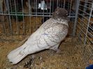 DSC06549