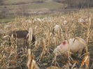 Picture 1366
