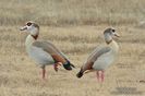 Egyptian_Goose_Bob_Gress_Canyon_Lake_TX_MG_3976