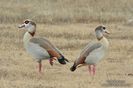 Egyptian_Goose_Bob_Gress_Canyon_Lake_TX_MG_3976